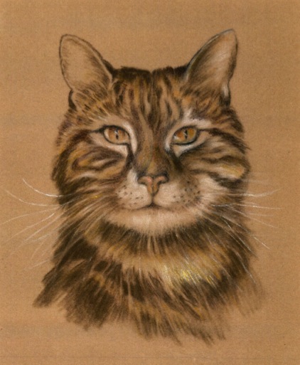DT Cat