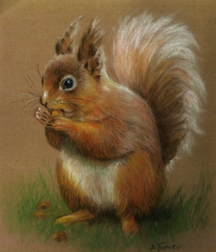 DT Squirrel pastel